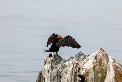 Double-crested cormorant spreading its wings on a rocky outcrop near Catalina Island.