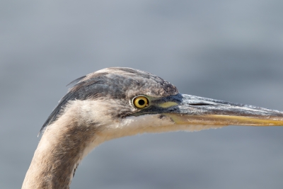Great blue heron close-up on Catalina Island showing its yellow eye and long pointed bill.