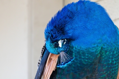 Peacock preening its blue and green feathers at the Los Angeles County Arboretum in Arcadia.