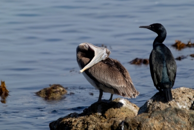Brown pelican preening beside a double-crested cormorant on coastal rocks at Catalina Island.