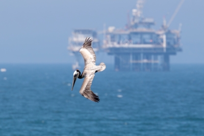 Brown pelican diving toward the ocean off Huntington Beach with an offshore oil platform in the background.