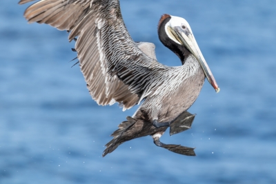 Brown pelican descending toward the ocean near Catalina Island with wings raised and feet extended.