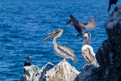Brown pelicans and cormorants gathered on coastal rocks near Catalina Island, with one cormorant landing above them.