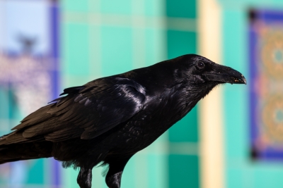 Common raven perched against colorful buildings on Catalina Island.