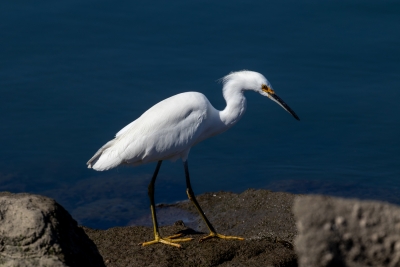 Snowy egret standing on coastal rocks near Catalina Landing in Long Beach, California.