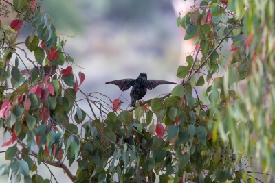 European starling perched with wings spread among colorful eucalyptus leaves on Catalina Island.