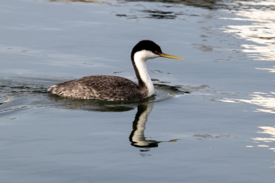 Western grebe swimming in calm harbor water in Long Beach, California.