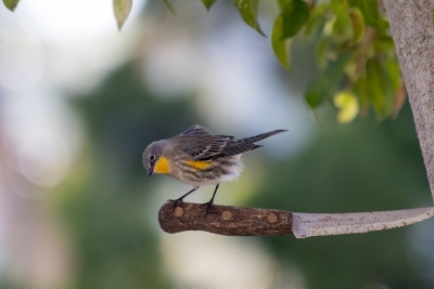 Audubon’s yellow-rumped warbler perched on a metal garden tool on Catalina Island.