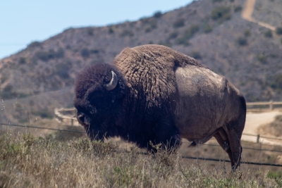 catalina-island-bison-coastal-overlook