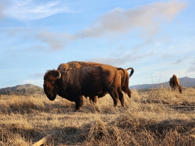 catalina-island-bison-golden-hour