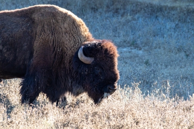 catalina-island-bison-grazing-closeup