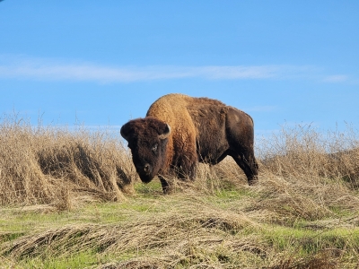 catalina-island-bison-grazing-hillside