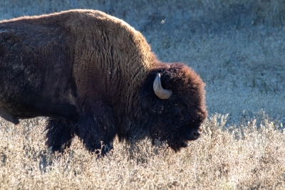 catalina-island-bison-grazing-profile