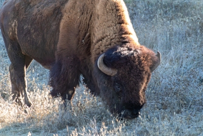 Close-up of a Catalina Island bison grazing in dry grass, backlit fur glowing golden in early morning light.