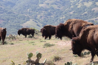 catalina-island-bison-herd