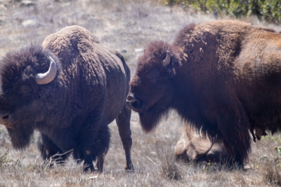catalina-island-bison-pair
