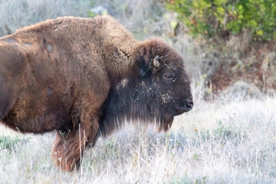 catalina-island-bison-standing-portrait