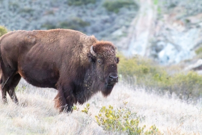 catalina-island-bison-walking.jpg