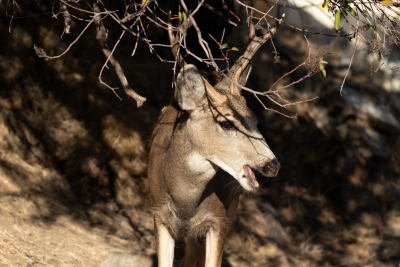 A Catalina Island mule deer buck pauses beneath the branches as broken sunlight falls across his face.