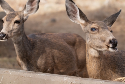 Two Catalina Island mule deer does pause together in the warm afternoon light.