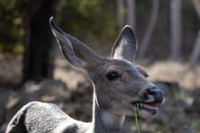 A Catalina Island mule deer pauses mid-chew with a mouthful of grass.