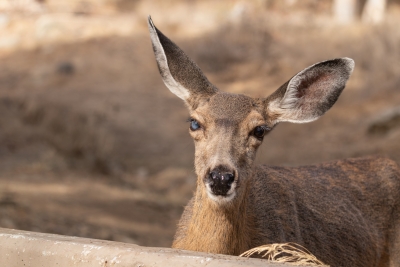 Cloudia the Matriarch, a familiar Catalina Island mule deer doe, pauses in the warm afternoon light.