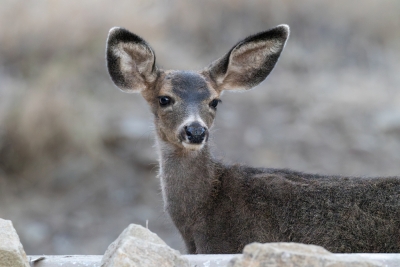A young mule deer pauses among the rocky landscape of Catalina Island.