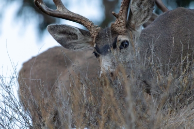 Mule Deer Buck in Brush on Catalina Island