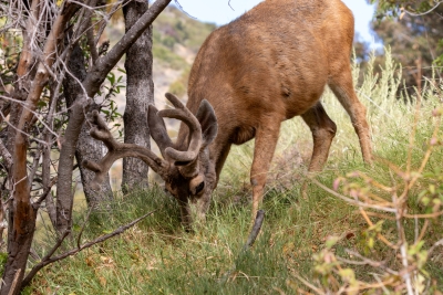 Mule Deer Buck Grazing on Catalina Island