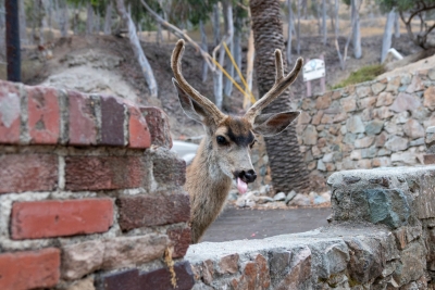 Mule Deer Buck Among Stone Walls on Catalina Island