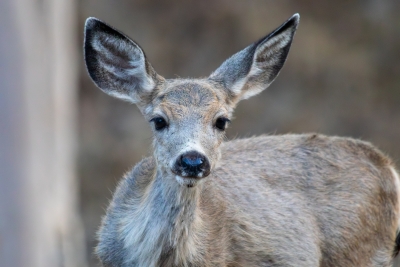 Mule Deer Doe Portrait on Catalina Island