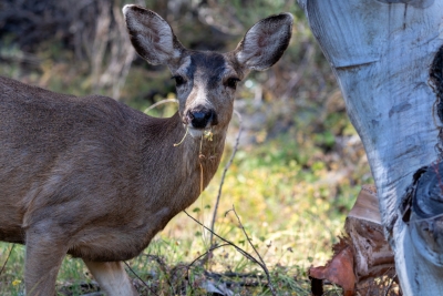 Mule Deer Doe Beside a Tree on Catalina Island