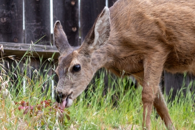 Mule Deer Grazing on Catalina Island