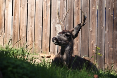Mule Deer Resting in the Shade on Catalina Island
