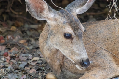 Resting Mule Deer on Catalina Island