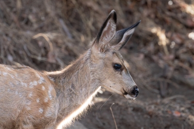 A young Catalina Island mule deer catches a band of sunlight along the edge of its coat.