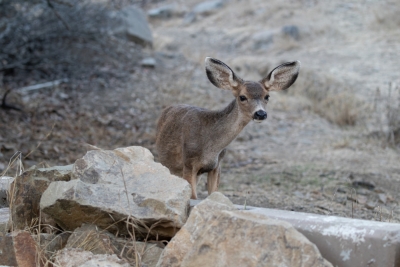 A young Catalina Island mule deer pauses among rocks on a dry island hillside.