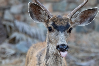 Young Mule Deer Sticking Out Its Tongue on Catalina Island