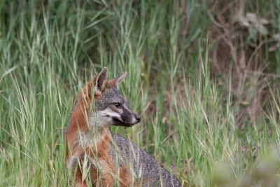 Catalina Island fox in profile among tall grass on Santa Catalina Island