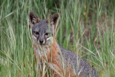 Catalina Island fox looking toward the camera from tall grass