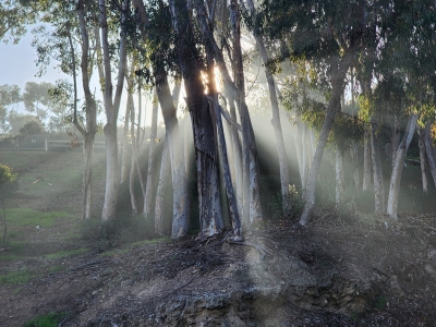 catalina-island-eucalyptus-sunbeams