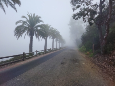 catalina-island-foggy-palm-road