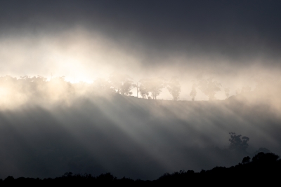 Sunbeams breaking through thick fog over a silhouetted ridgeline of trees on Santa Catalina Island.